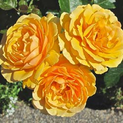 Rosa Amber Queen